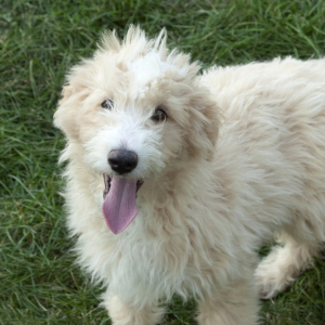 Goldendoodle Puppy River