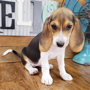 Beagle Puppy Polly