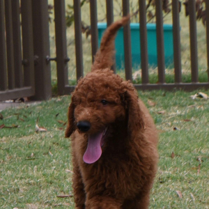 Goldendoodle Puppy Foxie