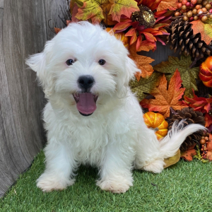 Shichon Puppy Micah