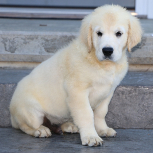 Golden Retriever Puppy Fenwick