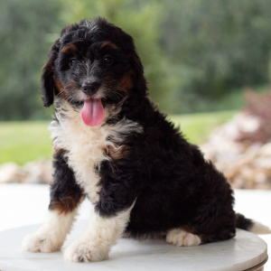 Bernedoodle Puppy Lilly