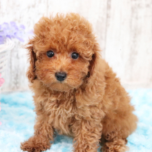 Poodle Puppy Ellie Ann