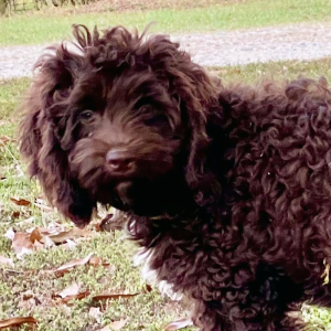 Cockapoo Puppy Skor