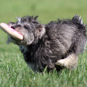 Schnoodle Puppy Frasier
