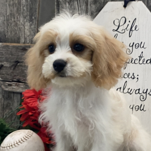 Cavachon Puppy Dirk