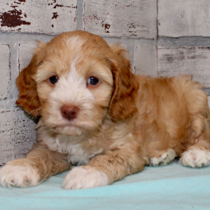 Cockapoo Puppy Bryce