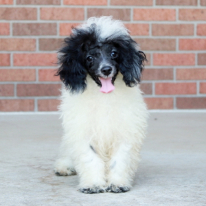 Poodle Puppy Rosco