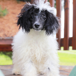Poodle Puppy Rosco