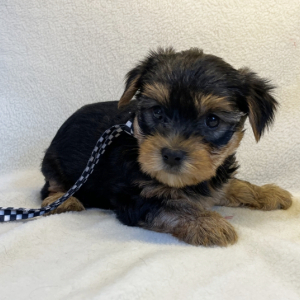 Yorkshire Terrier Puppy Charlie
