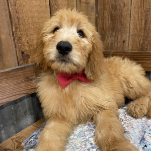 Goldendoodle Puppy Kruz