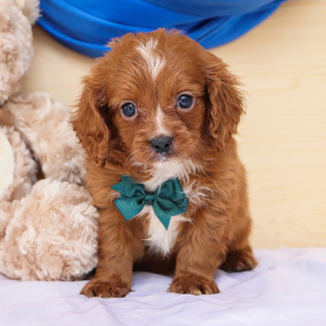 Cavapoo Puppy Coopur