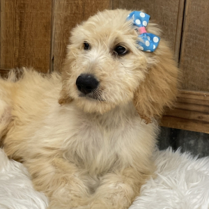 Goldendoodle Puppy Karlie