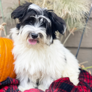 Havanese Puppy Oreo