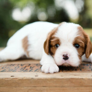 Cavalier King Charles Spaniel Puppy Tessa