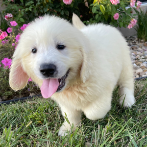 Golden Retriever Puppy Landon