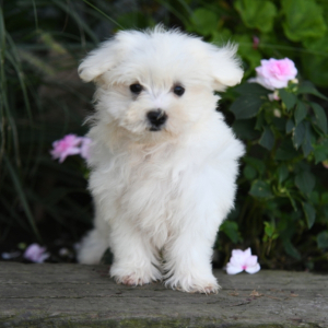 Maltese Puppy Arnold