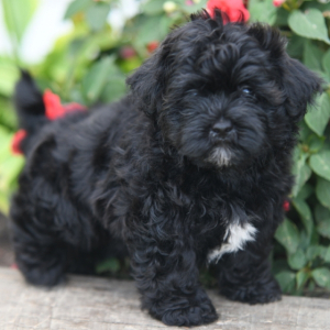 Shorkie Puppy Brooke