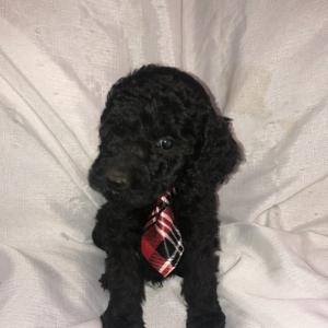 Labradoodle Puppy Redford