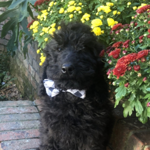 Labradoodle Puppy Redford