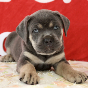 Cane Corso Puppy Jenny