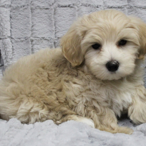 Maltipoo Puppy Chip