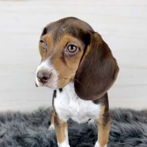 Beagle Puppy Daisy