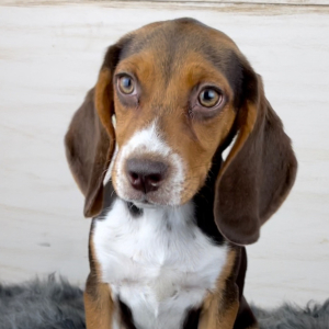 Beagle Puppy Daisy