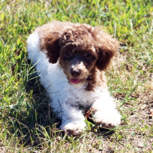 Poodle Puppy Christine