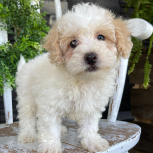 Bichonpoo Puppy Bruno