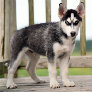 Siberian Husky Puppy Brew