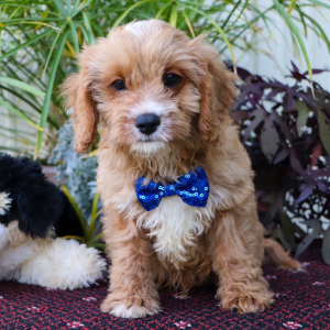 Cavapoo Puppy Finn