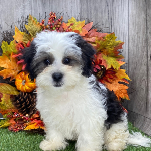 Shichon Puppy Skippy