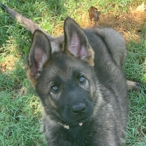 German Shepherd Dog Puppy Maya