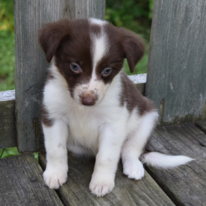 Border Collie Puppy Kona