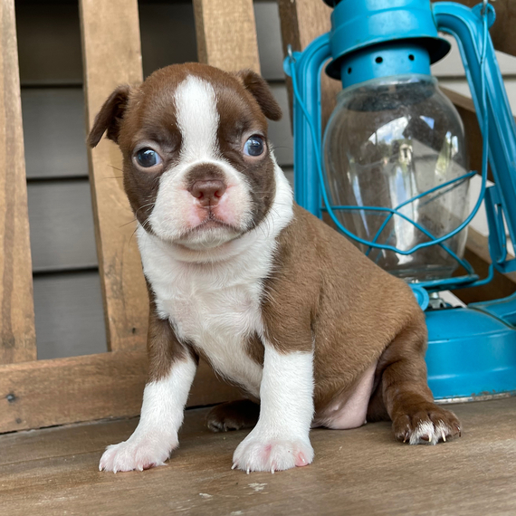 27+ Boston Terrier Breeders Charlotte Nc Picture Bleumoonproductions