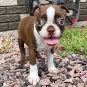 Boston Terrier Puppy Charlotte