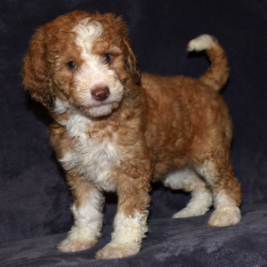 Aussiedoodle Puppy Diamond