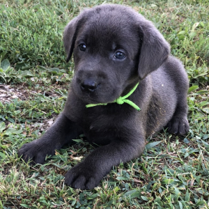 Labrador Retriever Puppy Cliff