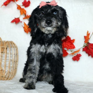 Cockapoo Puppy Sadie