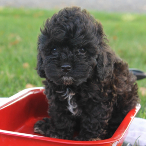 Cockapoo Puppy Princess