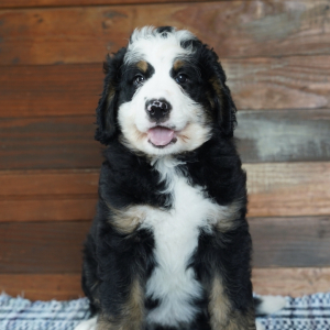 Bernedoodle Puppy Lulu