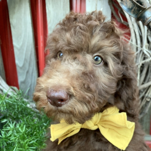 Labradoodle Puppy Stone