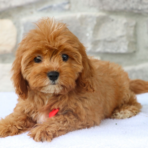 Cavapoo Puppy Lane