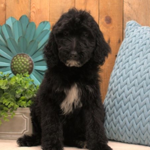 Aussiedoodle Puppy Lucy