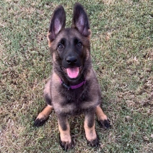 German Shepherd Dog Puppy Monkey