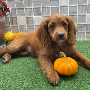 Cockapoo Puppy Zara