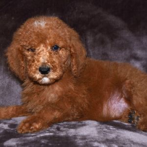 Poodle Puppy Jacob