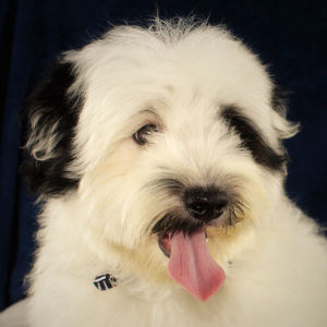 Havanese Puppy Tom