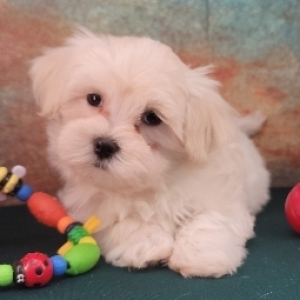 Havanese Puppy Zeb